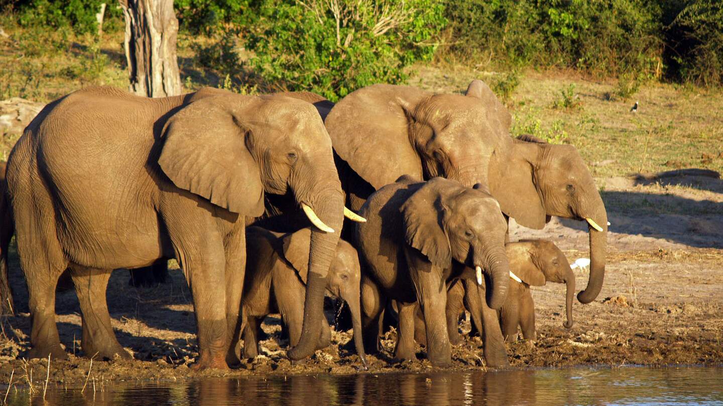 Elefantenherde | © © Michaela Komma/Fotolia.com